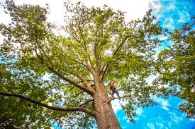 Cockrell Hill, TX  Tree Services Company