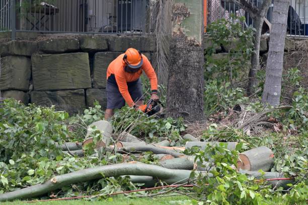 How Our Tree Care Process Works  in  Cockrell Hill, TX